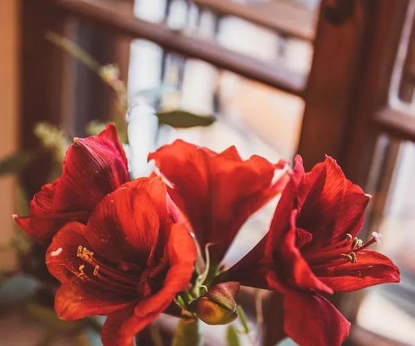 Heritage הלשטאדט